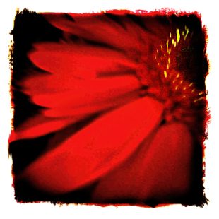 Close-up of a vibrant red flower with sweeping petals and detailed center.