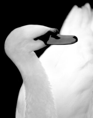 Wildlife Photography by Doug Heslep