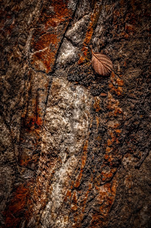 Colorful granite texture with a delicate fallen leaf in autumn.