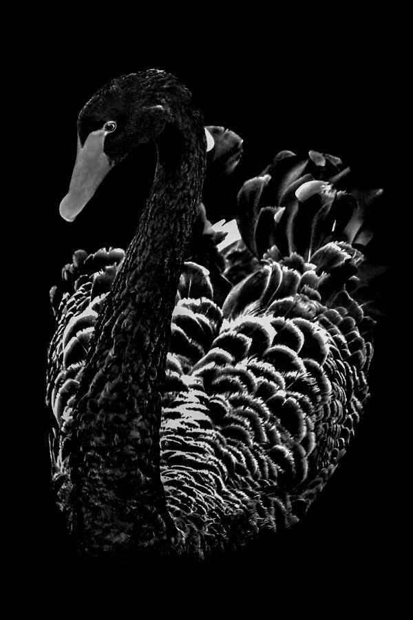 Intriguing black and white photograph of a black swan focused on its head and detailed feathers.