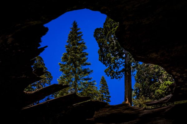 Vivid view through a tree hollow showing tall redwoods against a clear blue sky.