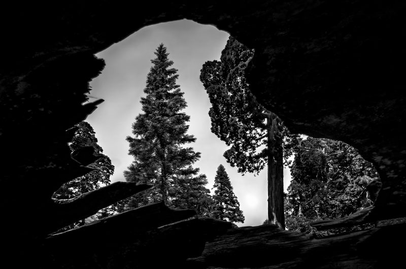 Aerial view of tall pine trees through a rocky crevice in black and white.
