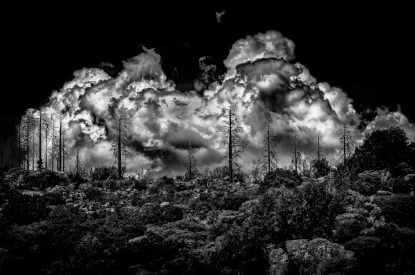 Dark stormy cloudscape over a forest with tall, barren burnt trees, captured in dramatic black and white for striking visual impact.