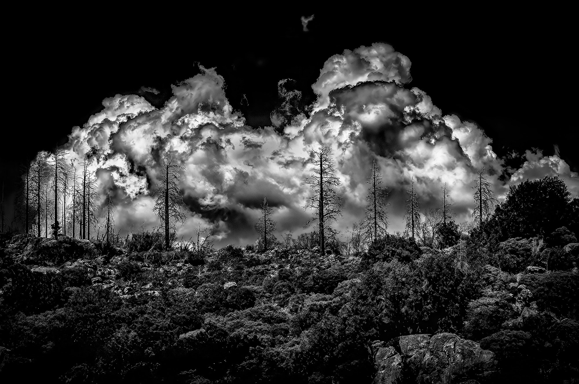 Dark stormy cloudscape over a forest with tall, barren burnt trees, captured in dramatic black and white for striking visual impact.