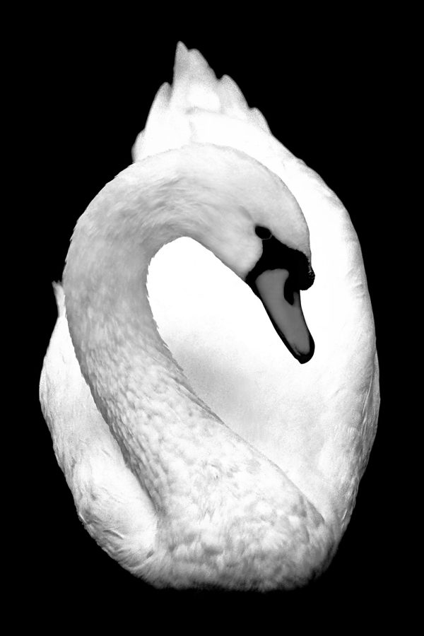 Elegant black and white swan watercolor painting from The Doug Heslep Fine Art Collection.