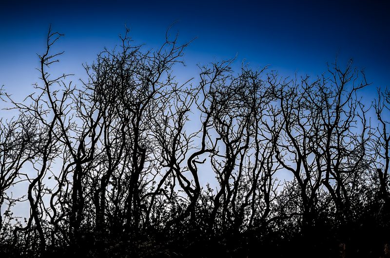 Dark leafless trees silhouette against a vibrant blue sky, showcasing nature's intricate details.