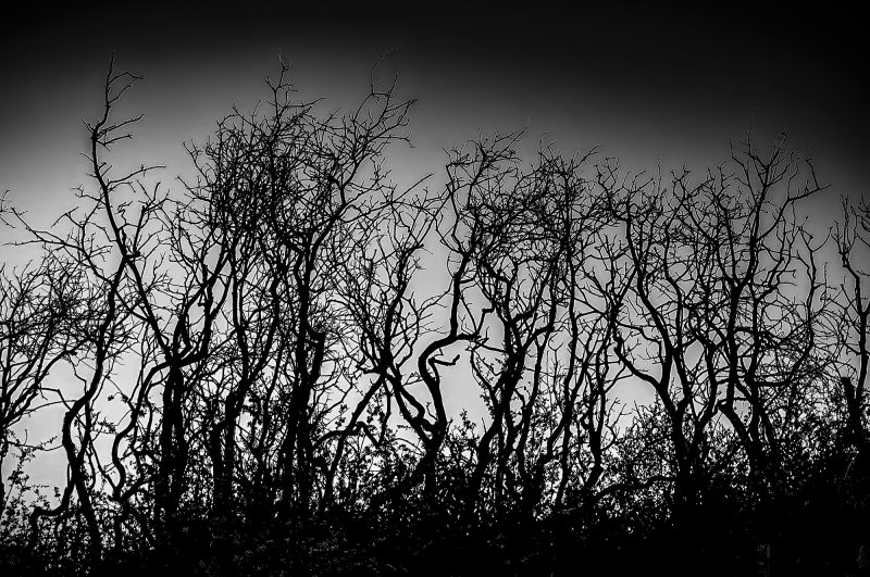 Dark silhouetted tree branches against a moody sky in The Doug Heslep Fine Art Collection.