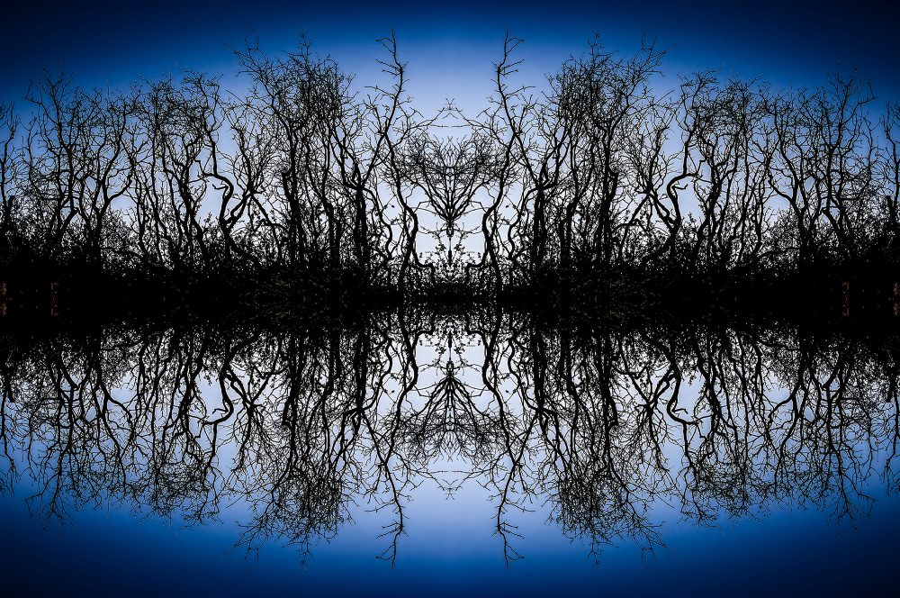 Intricate leafless trees with mirror reflection, as part of The Doug Heslep Fine Art Collection.