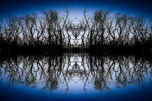 Intricate leafless trees with mirror reflection, as part of The Doug Heslep Fine Art Collection.