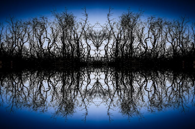 Intricate leafless trees with mirror reflection, as part of The Doug Heslep Fine Art Collection.