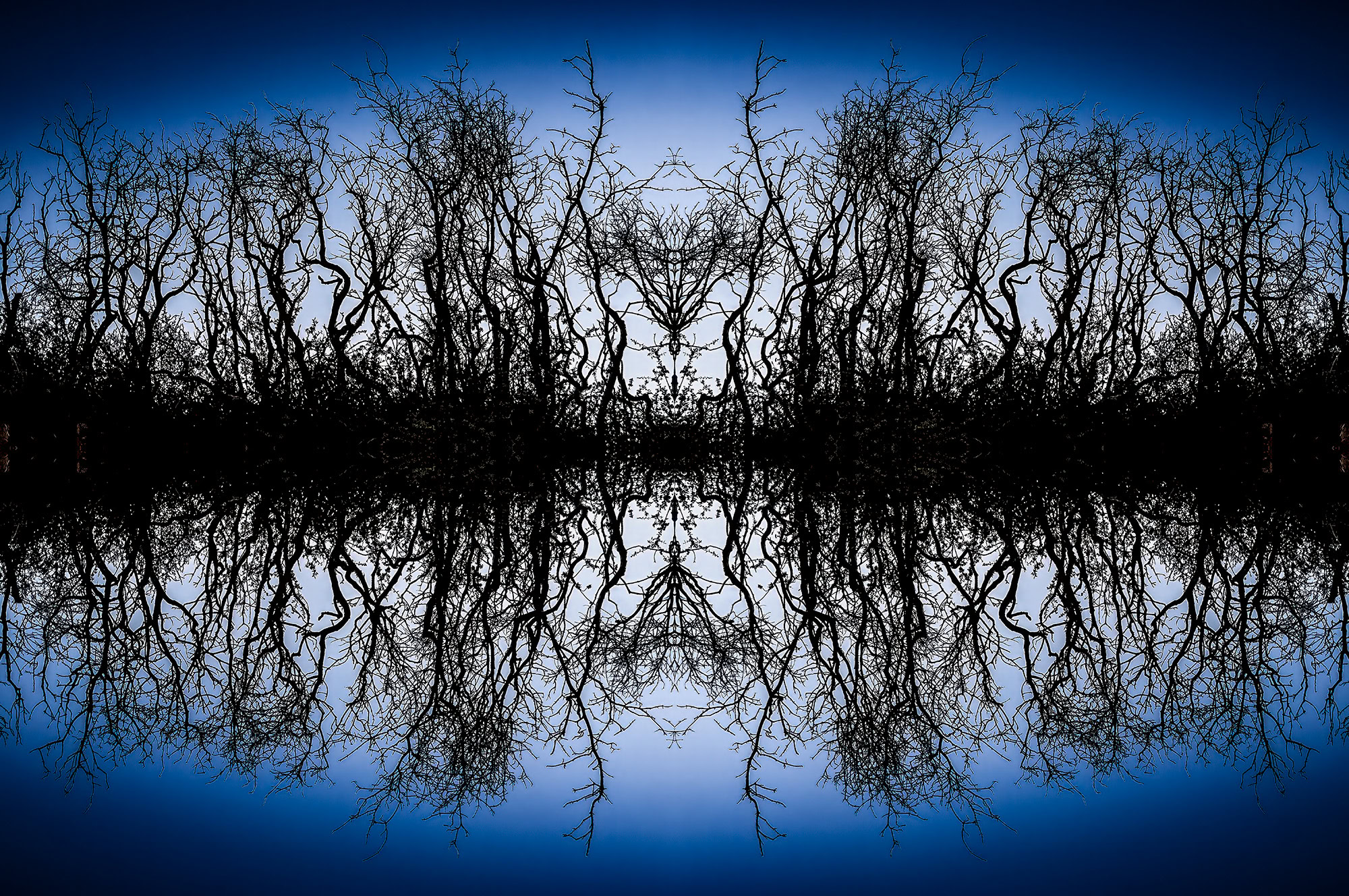 Intricate leafless trees with mirror reflection, as part of The Doug Heslep Fine Art Collection.