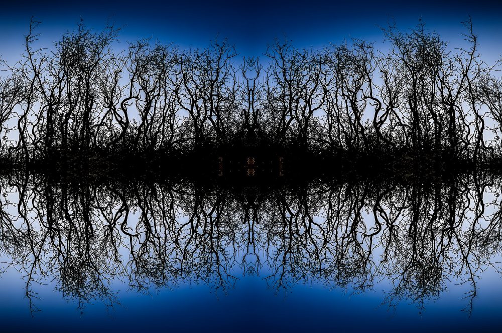 Mirror image of barren, leafless trees against a deep blue sky, creating a striking, symmetrical landscape scene.