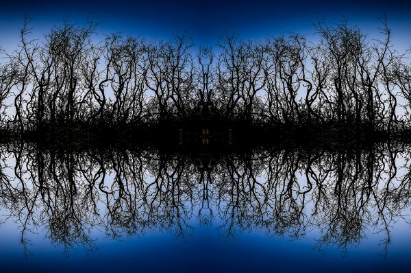Mirror image of barren, leafless trees against a deep blue sky, creating a striking, symmetrical landscape scene.
