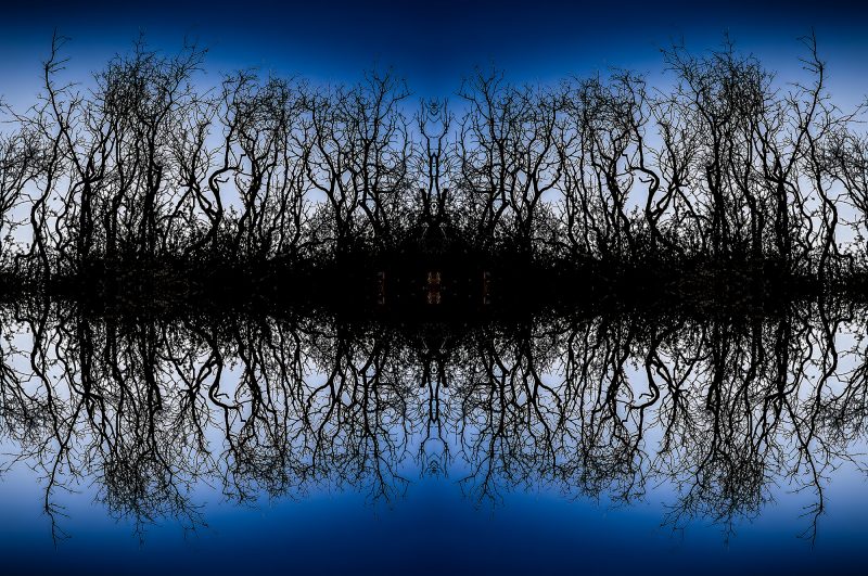 Mirror image of barren, leafless trees against a deep blue sky, creating a striking, symmetrical landscape scene.