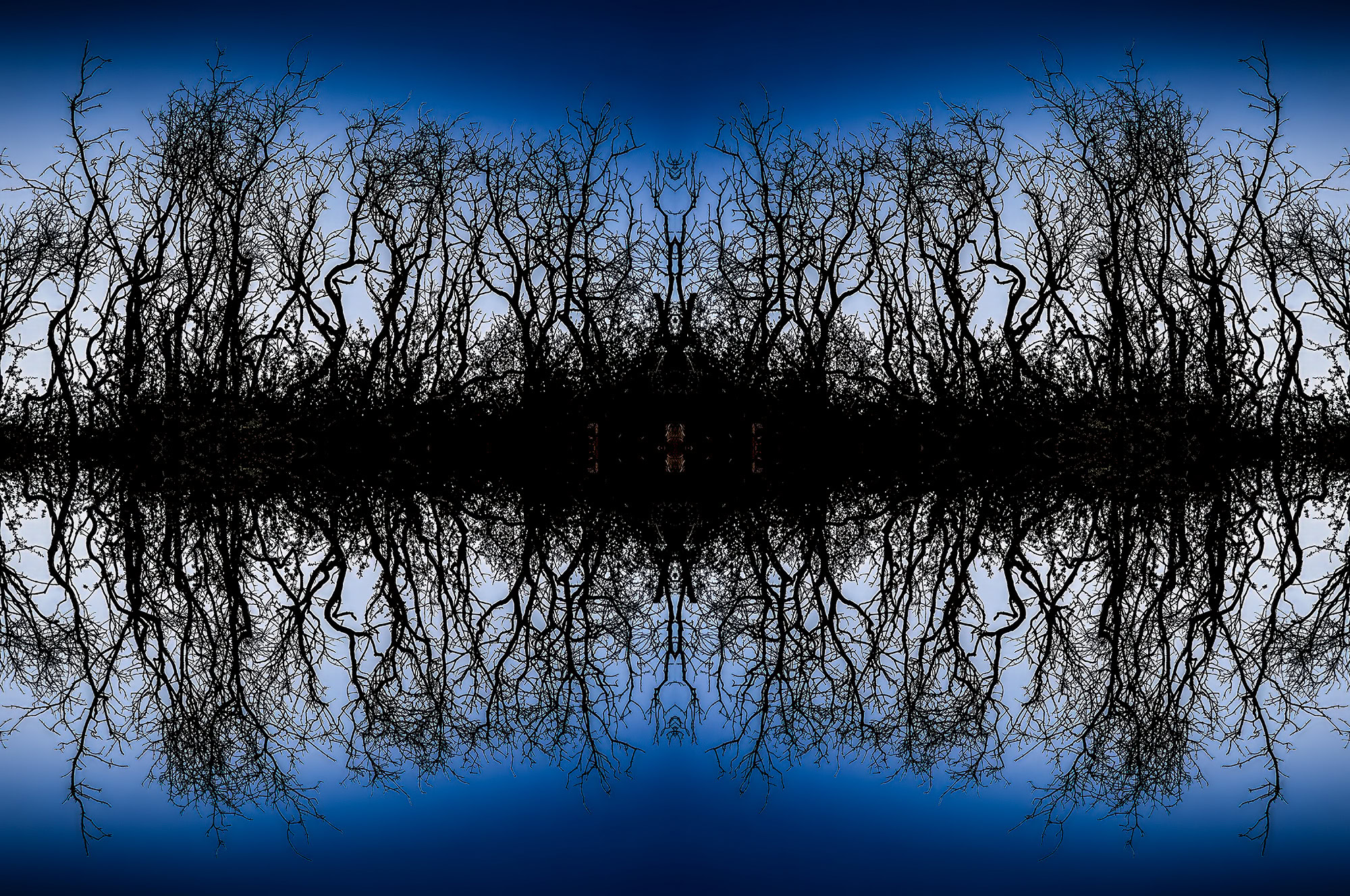 Mirror image of barren, leafless trees against a deep blue sky, creating a striking, symmetrical landscape scene.