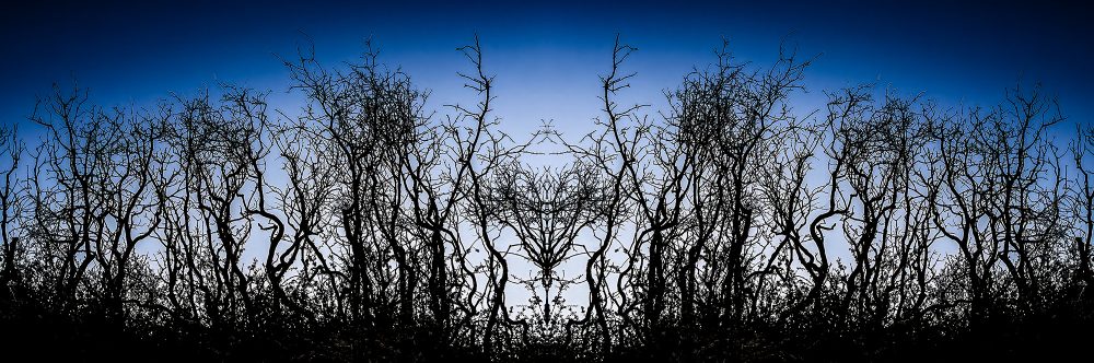 Intricate black leafless trees silhouette against a vibrant blue sky, part of The Doug Heslep Fine Art Collection.