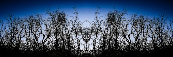 Intricate black leafless trees silhouette against a vibrant blue sky, part of The Doug Heslep Fine Art Collection.