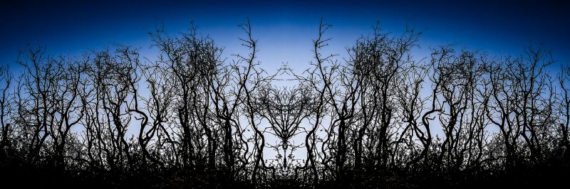 Intricate black leafless trees silhouette against a vibrant blue sky, part of The Doug Heslep Fine Art Collection.