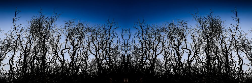 Intricate silhouette of leafless trees against a blue sky, part of The Doug Heslep Fine Art Collection, showcasing natural landscape art.