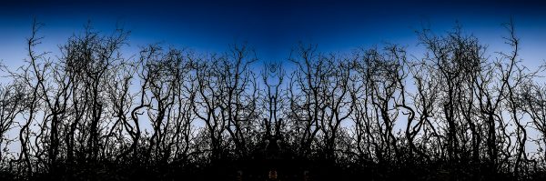 Intricate silhouette of leafless trees against a blue sky, part of The Doug Heslep Fine Art Collection, showcasing natural landscape art.