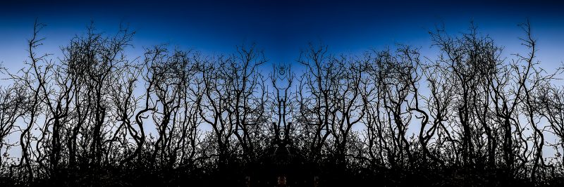 Intricate silhouette of leafless trees against a blue sky, part of The Doug Heslep Fine Art Collection, showcasing natural landscape art.