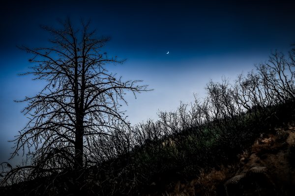 Haunting silhouette of leafless trees under a dusk sky with a crescent moon, part of The Doug Heslep Fine Art Collection.