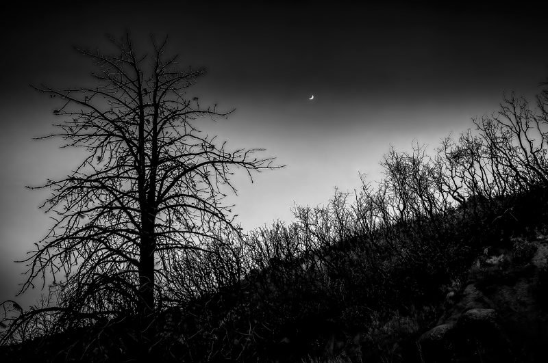 Haunting black and white landscape with barren trees and a crescent moon, part of The Doug Heslep Fine Art Collection.