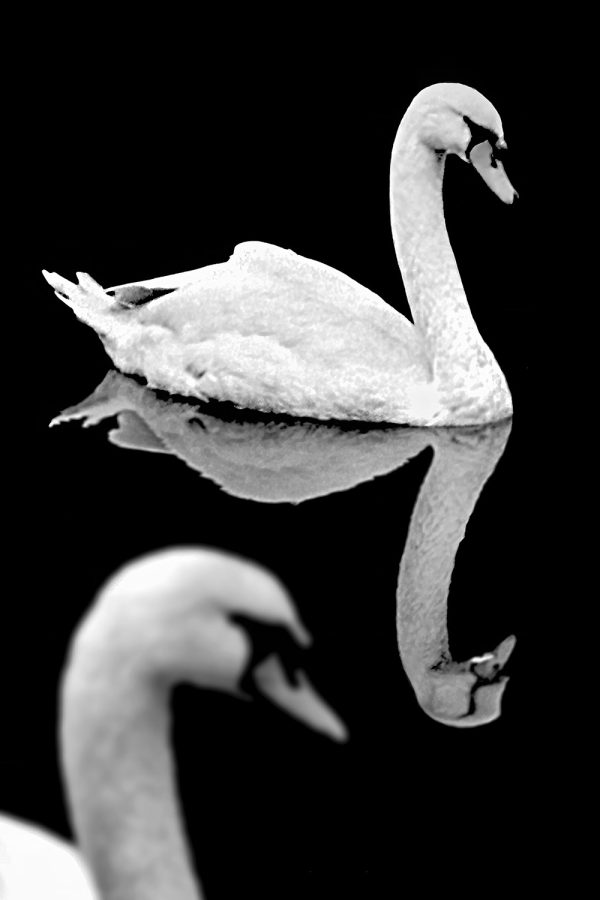 Elegant black and white photo of a graceful swan with detailed reflection on water, part of The Doug Heslep Fine Art Collection.