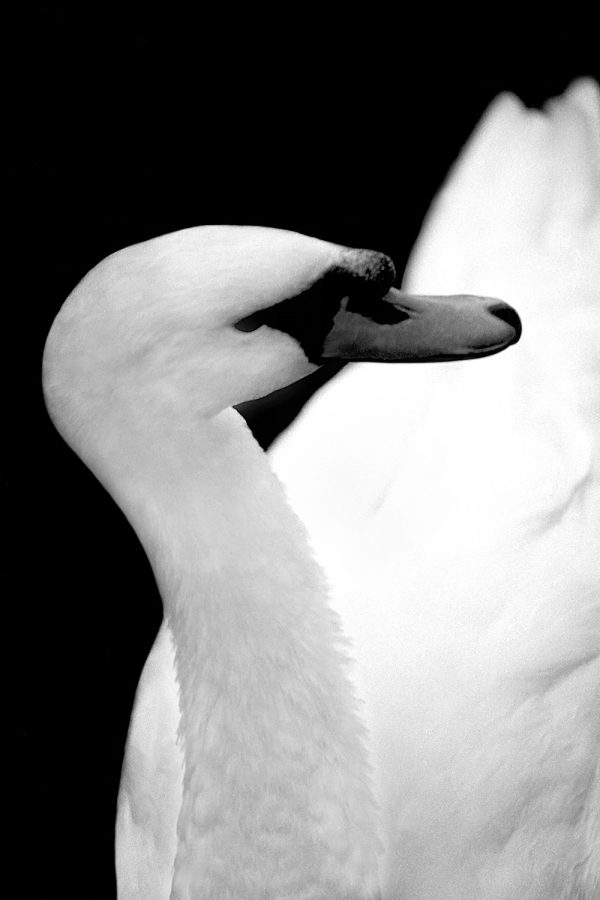 Elegant black and white swan portrait, showcasing fine art photography by The Doug Heslep Fine Art Collection.