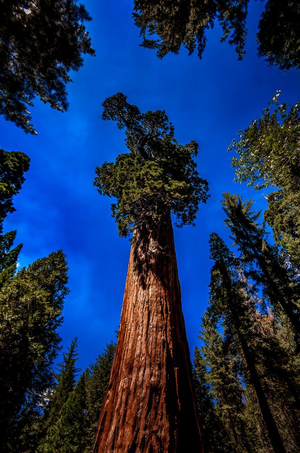 Majestic General Grant sequoia tree in Sequoia National Park, California, with vibrant blue sky over lush forest surroundings.