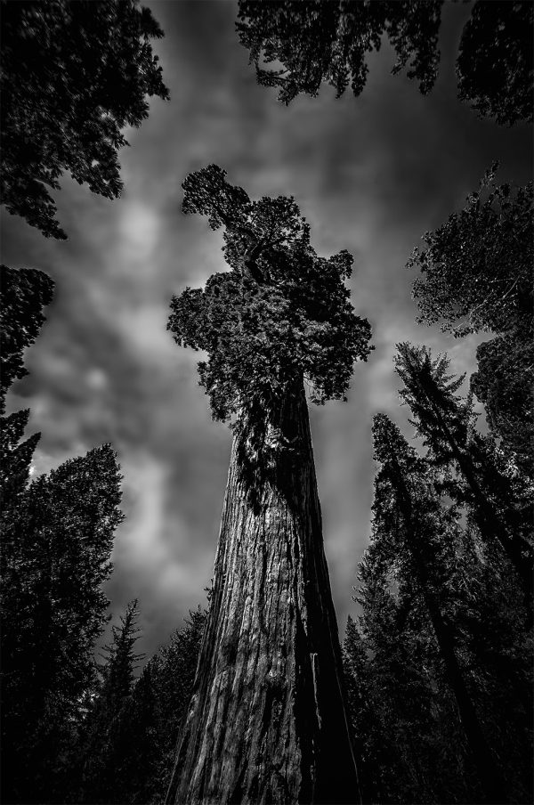 Majestic black and white photograph of a towering ancient redwood tree in California.
