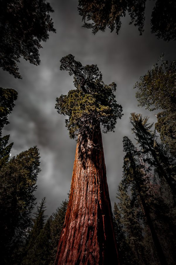Majestic giant General Grant sequoia tree towering in a forest with dark, dramatic sky, showcasing natural beauty and grandeur.