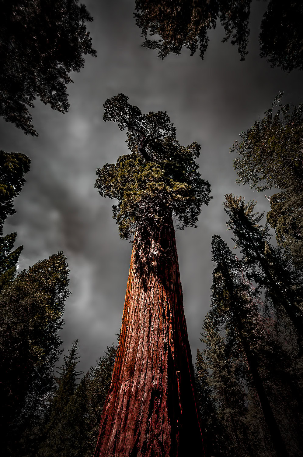 Majestic giant General Grant sequoia tree towering in a forest with dark, dramatic sky, showcasing natural beauty and grandeur.