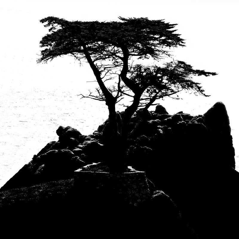 A tree silhouette on a rocky shoreline, captured in striking black and white art.