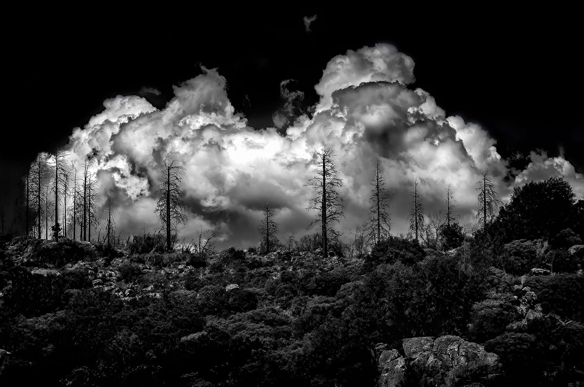 Burnt trees in front of a low riding storm cloud