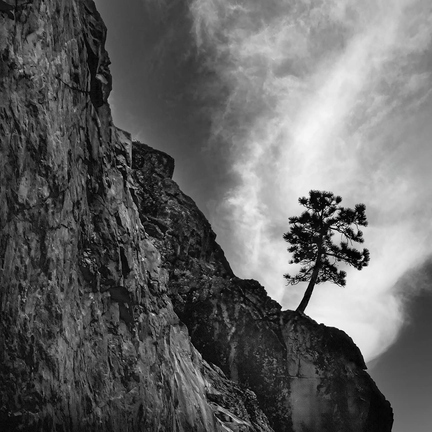 A black and white photo of a tree living on the edge of a cliff in King's Canyon
