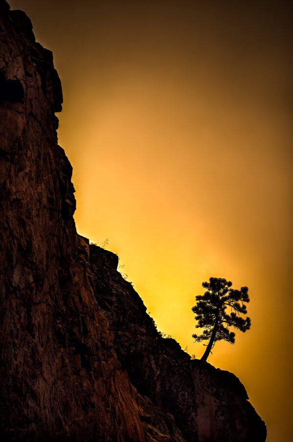 a tree living on the edge of a cliff in King's Canyon.