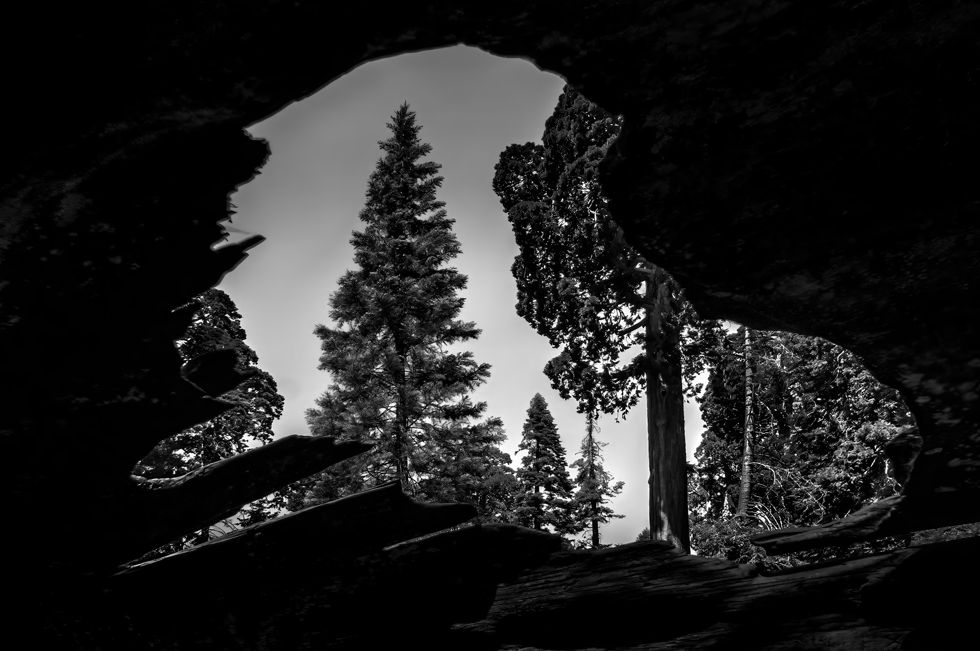 A black and white photo of looking through a downed sequoia tree towards a younger sequoia tree in King's Canyon