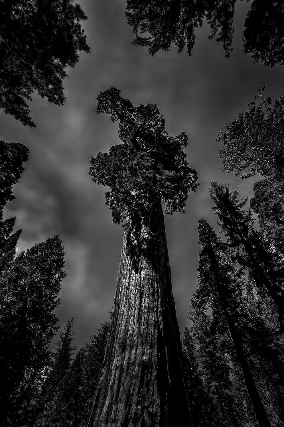 A black and white photo of an upward view of the General Grant tree with dark skies in King's Canyon 