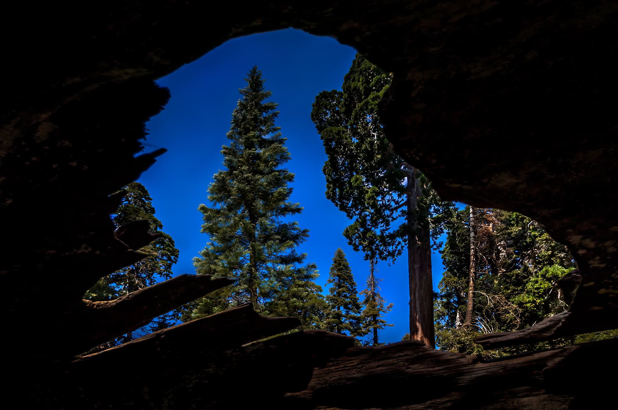 Looking through a downed sequoia tree towards a younger sequoia tree in King's Canyon