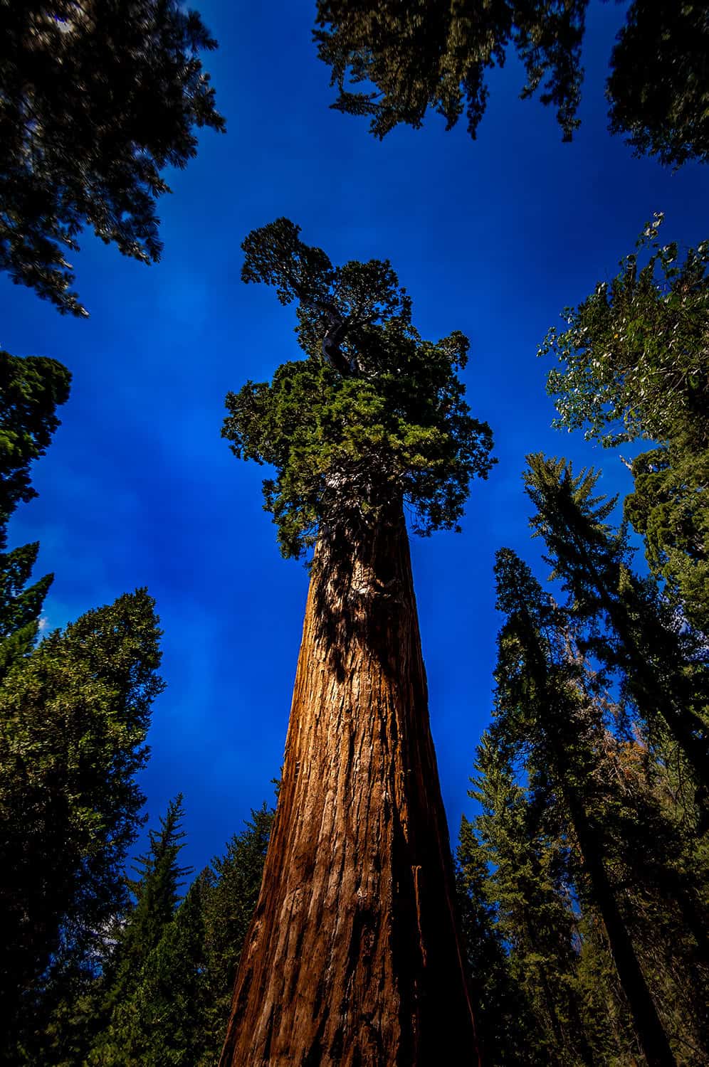  An upward view of the General Grant tree with blue skies in King's Canyon 