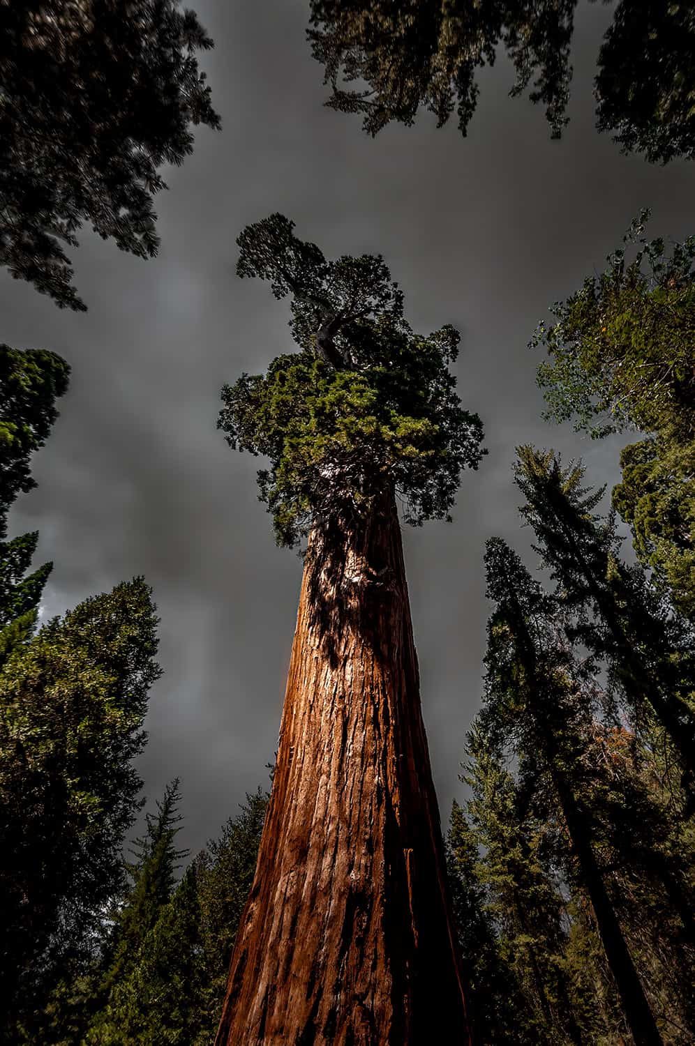 An upward view of the General Grant tree with dark skies in King's Canyon