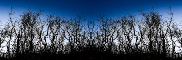 Silhouetted shrubs in collage form against a cool blue evening sky - two up