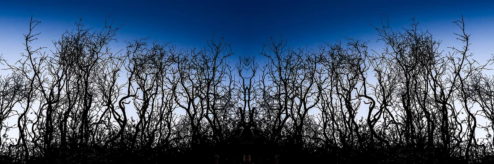 Silhouetted shrubs in collage form against a cool blue evening sky - two up
