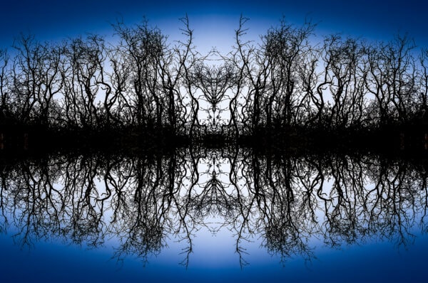 Silhouetted shrubs in collage form against a cool blue evening sky four up