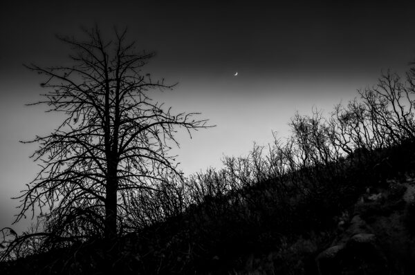 Late evening view of a bare Split Tree and shrubs with Crescent Moon