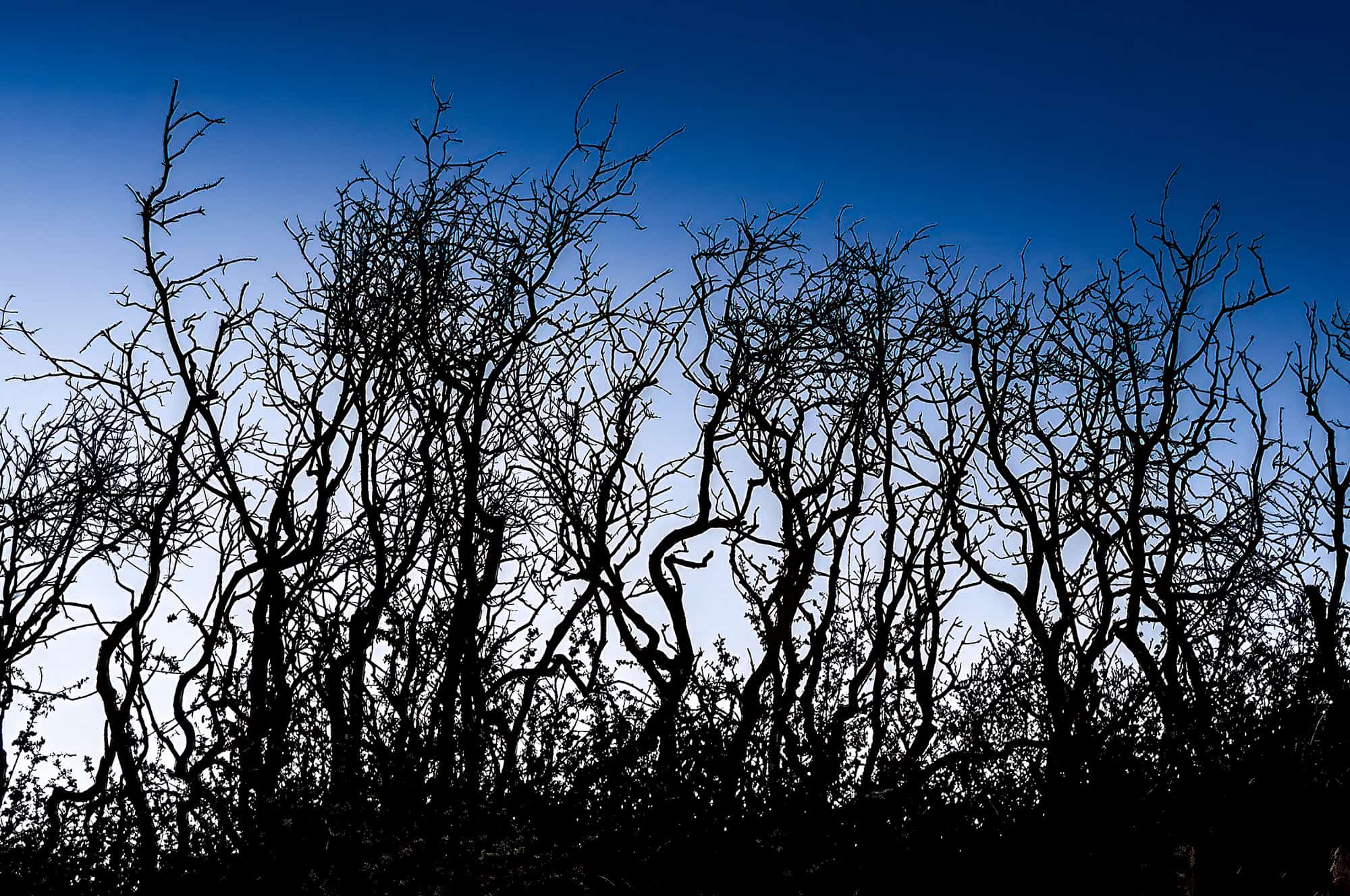 Silhouetted shrubs against a cool blue evening sky