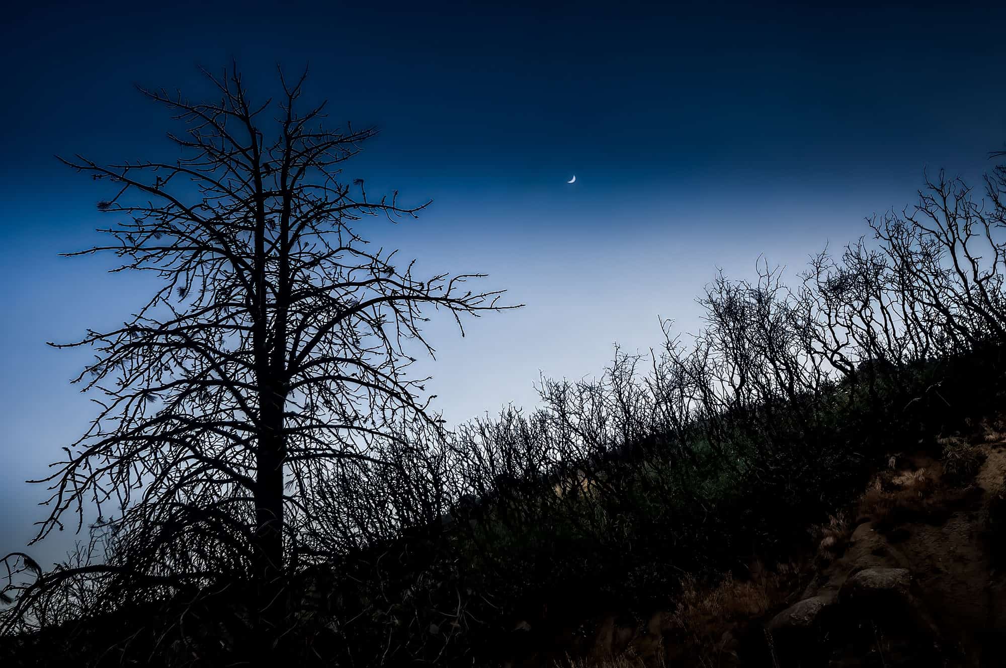 Late evening view of a bare Split Tree and shrubs with Moon 