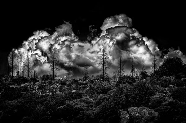 Charred trees in King's Canyon National Park stand against the backdrop of a looming, low-hanging storm cloud.