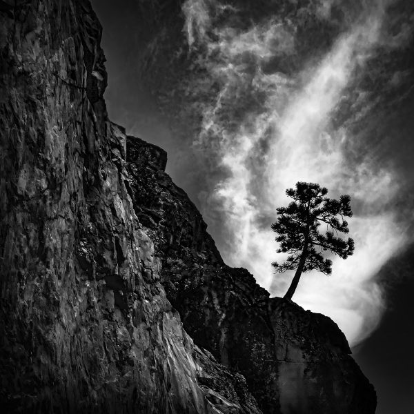 A black and white photo of a tree living on the edge of a cliff in King's Canyon